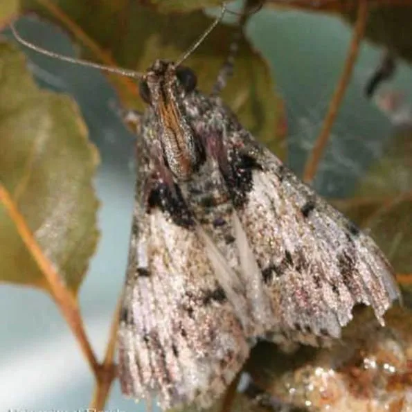 thumbnail for publication: El Gusano Tejedor de la Caoba, Macalla thyrsisalis Walker (Insecta: Lepidoptera: Pyralidae: Epipaschiinae)